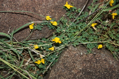 Crotalaria medicaginea var. medicaginea